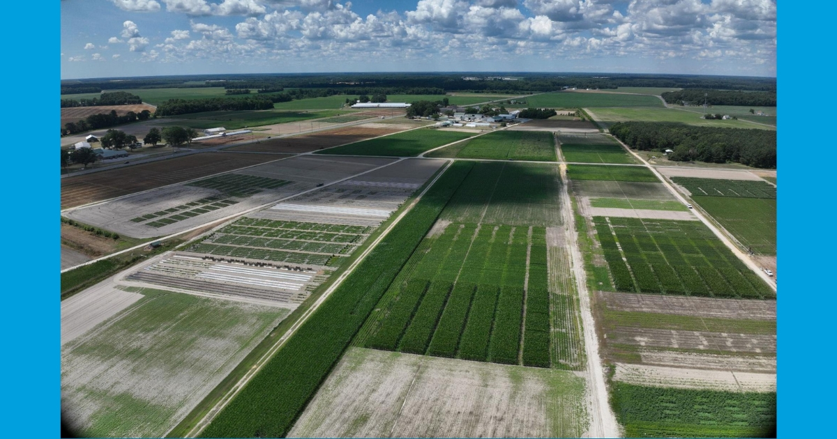 Cumulus clouds cast variable shadows across field plots in Delaware. These shadows affect the light reflected from plants back to cameras or sensors, causing differences across plots not related to crop growth (photo: Jarrod Miller).