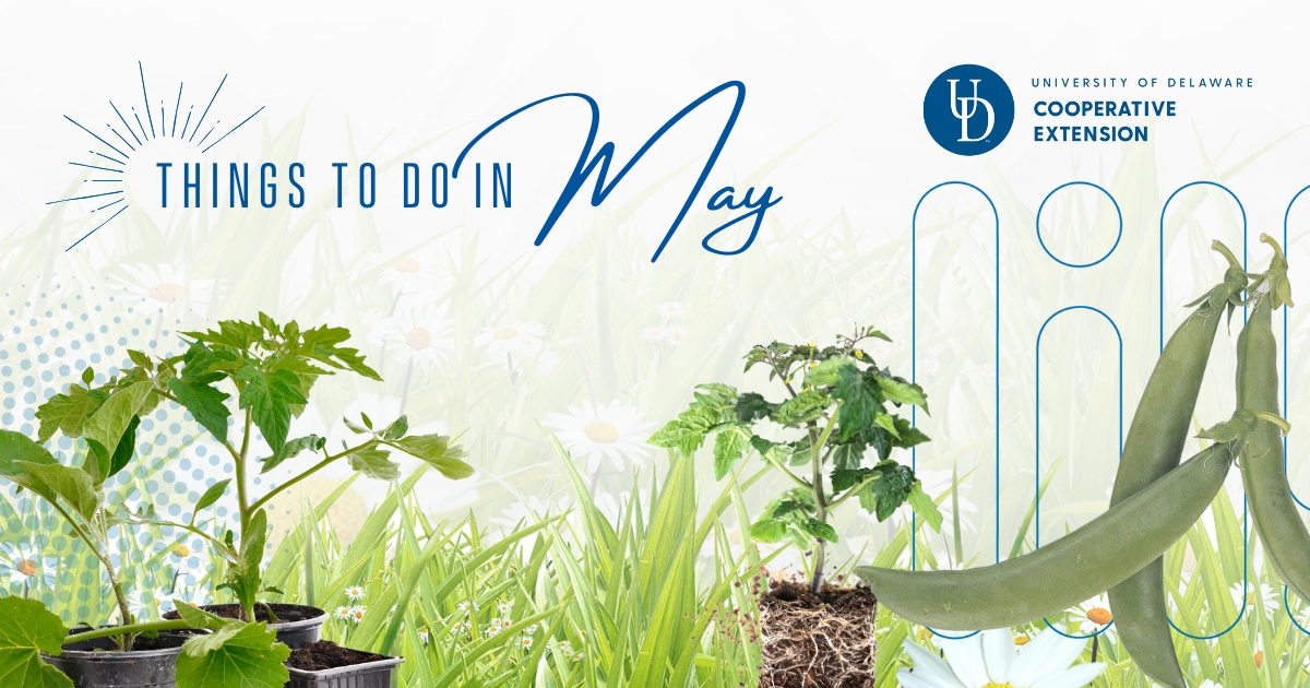 Article featured image showing a few plants mentioned in the article