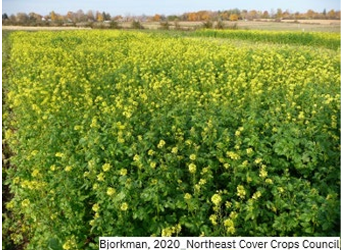 Mustard blooming in a field. 