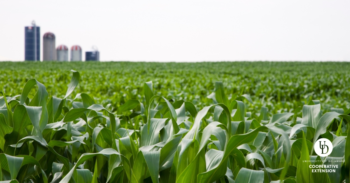 A green cornfield with silos in the distance