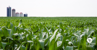 A green cornfield with silos in the distance