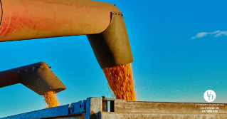A close up of a combine harvester's auger pouring harvested grain into a trailer