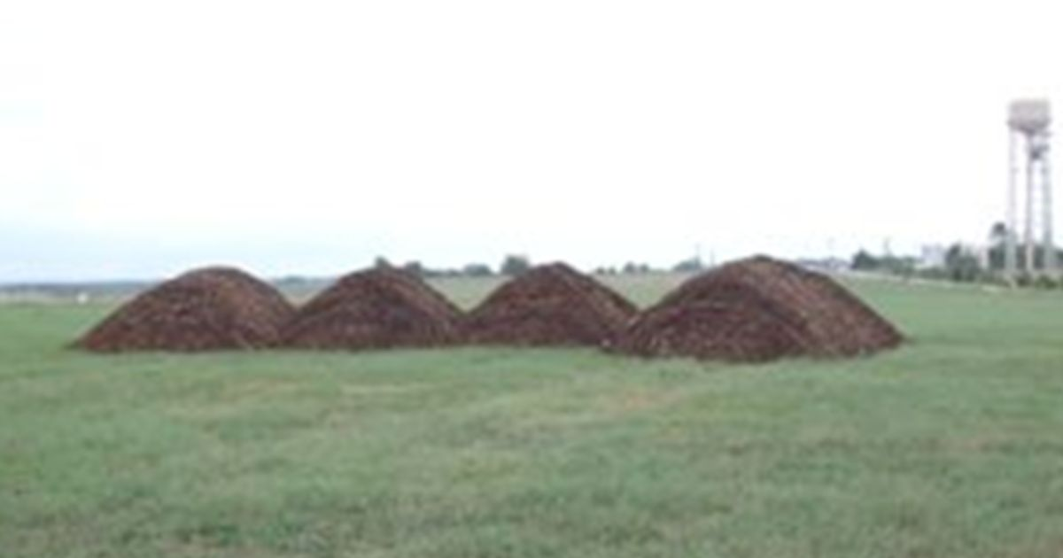 Four large piles of poultry litter