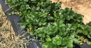 Plasticulture Strawberries