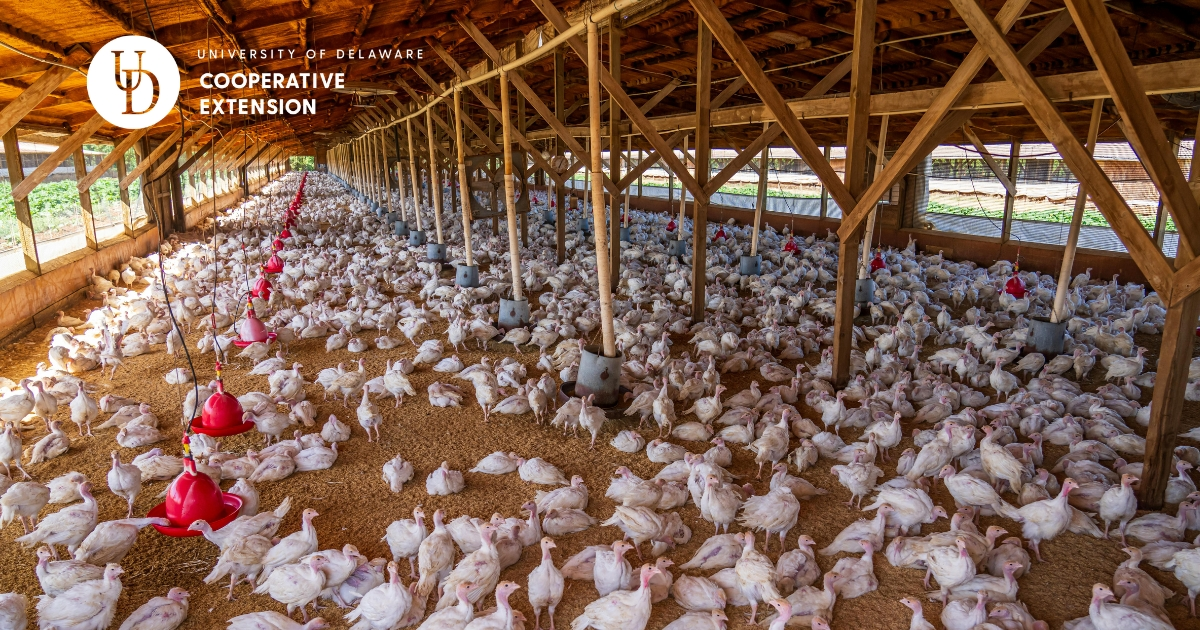 inside a poultry house