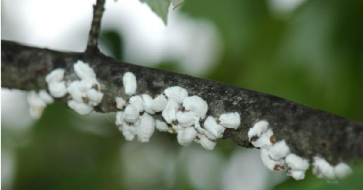 Adult cottony maple scales.; Brian Kunkel, University of Delaware.
