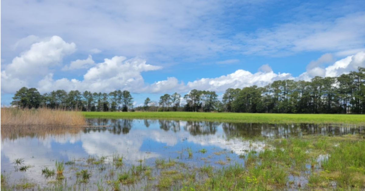 Flooding along a coastal tidal wetland into an agricultural field is reducing crop growth on Delmarva.