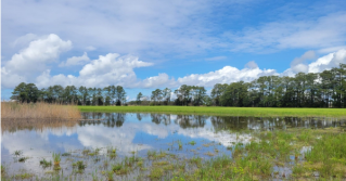 Flooding along a coastal tidal wetland into an agricultural field is reducing crop growth on Delmarva.