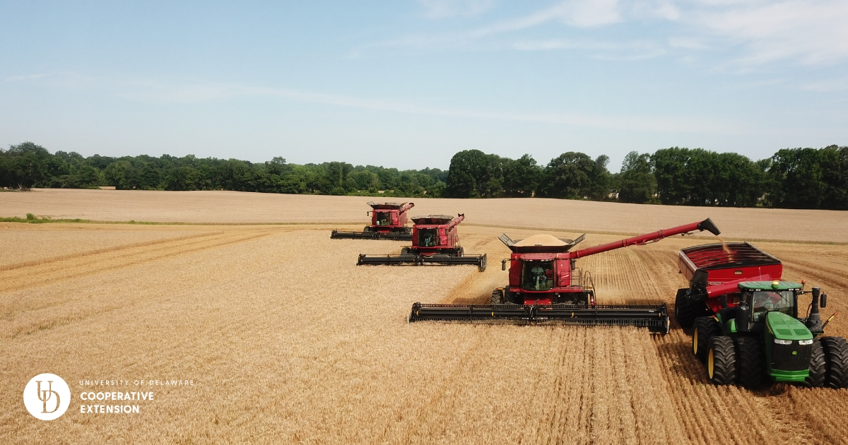 Three combines harvesting wheat on a rented farm in Delaware. Photo by Jackie Czachorowski