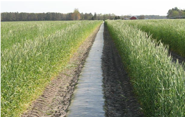 Rye windbreaks between every row of black plastic mulch