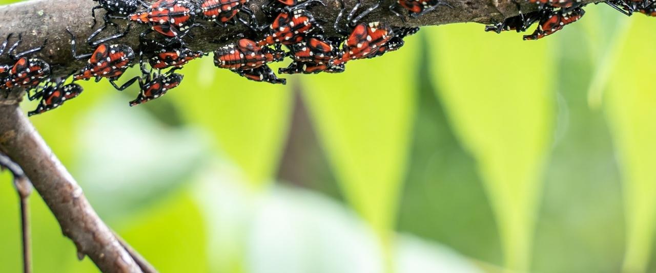 spotted lanternflies on a tree