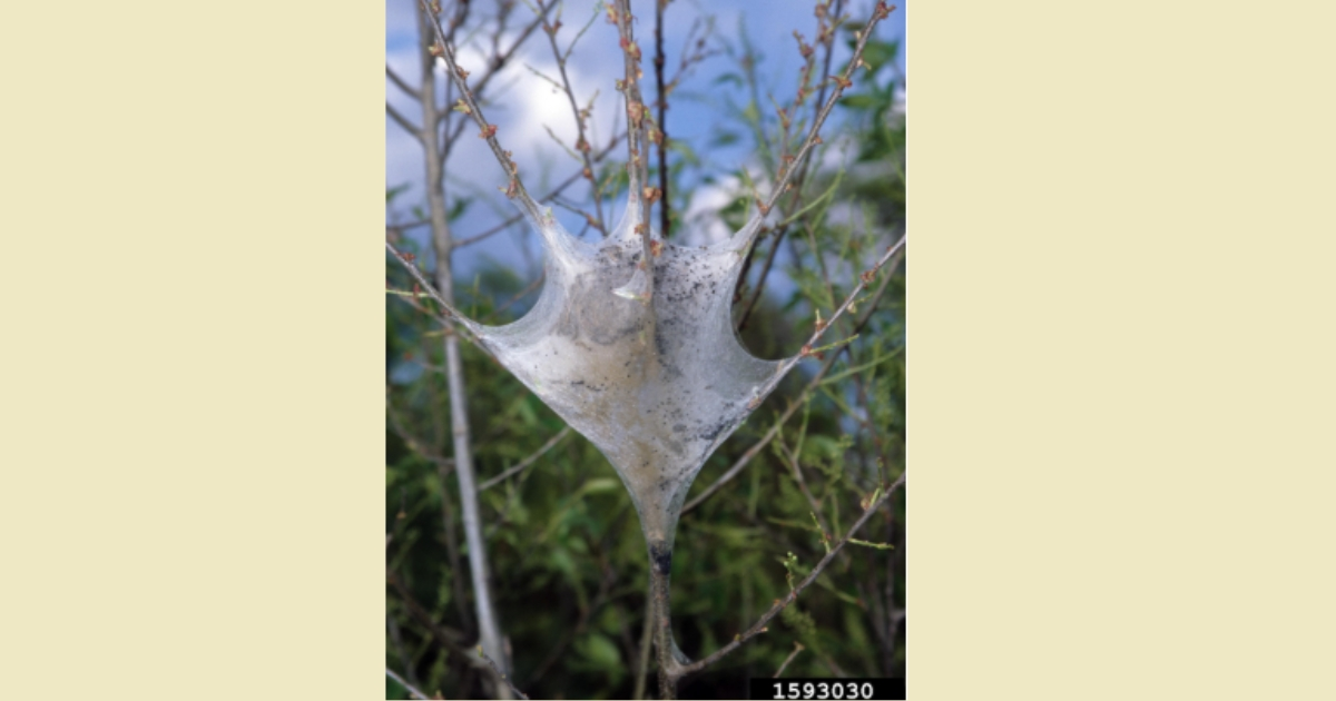 Easter Tent Caterpillar