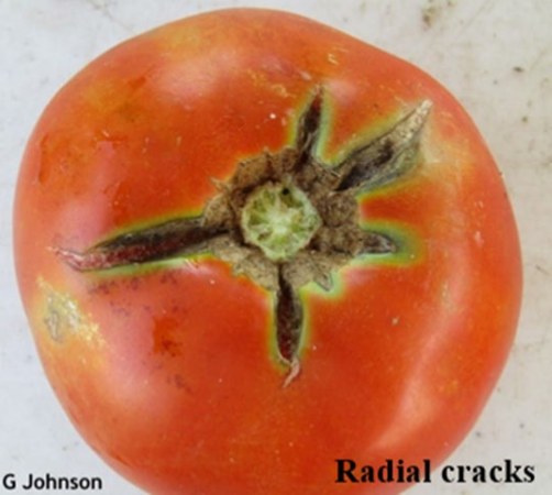 Tomato with radial crack