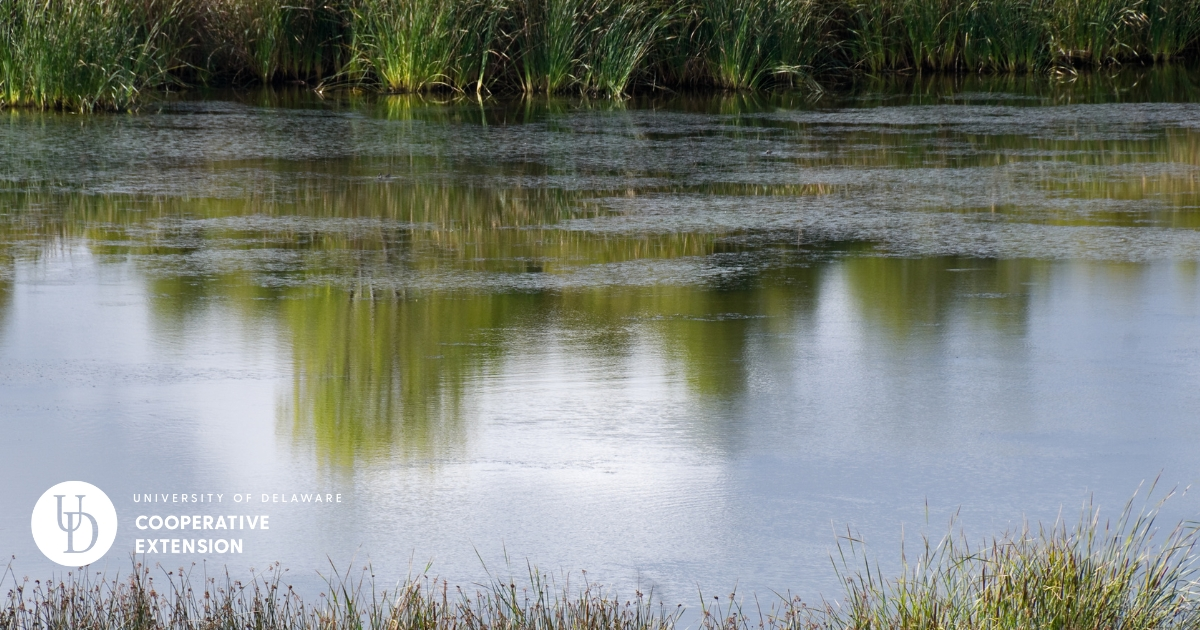 A natural pond or waterway