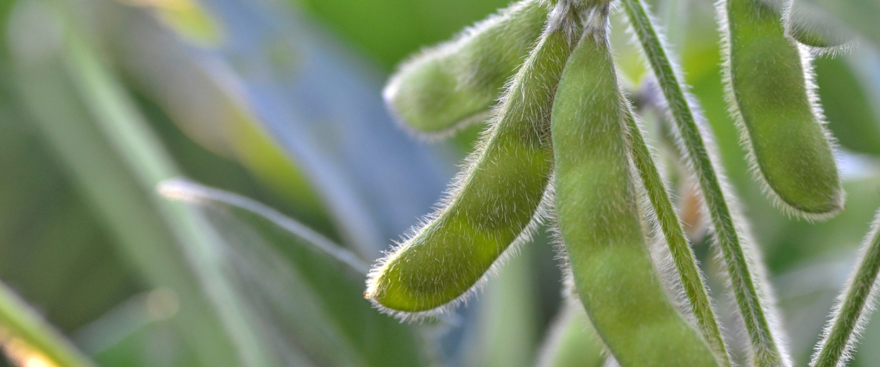 Soybeans close up