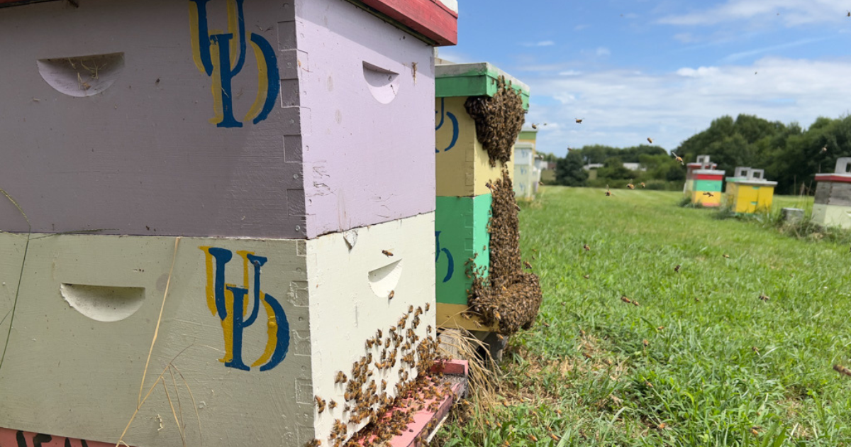 Beehives in a field.