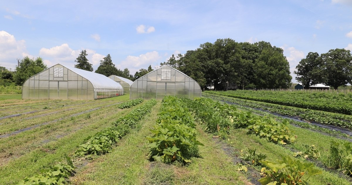 High tunnels in a field.