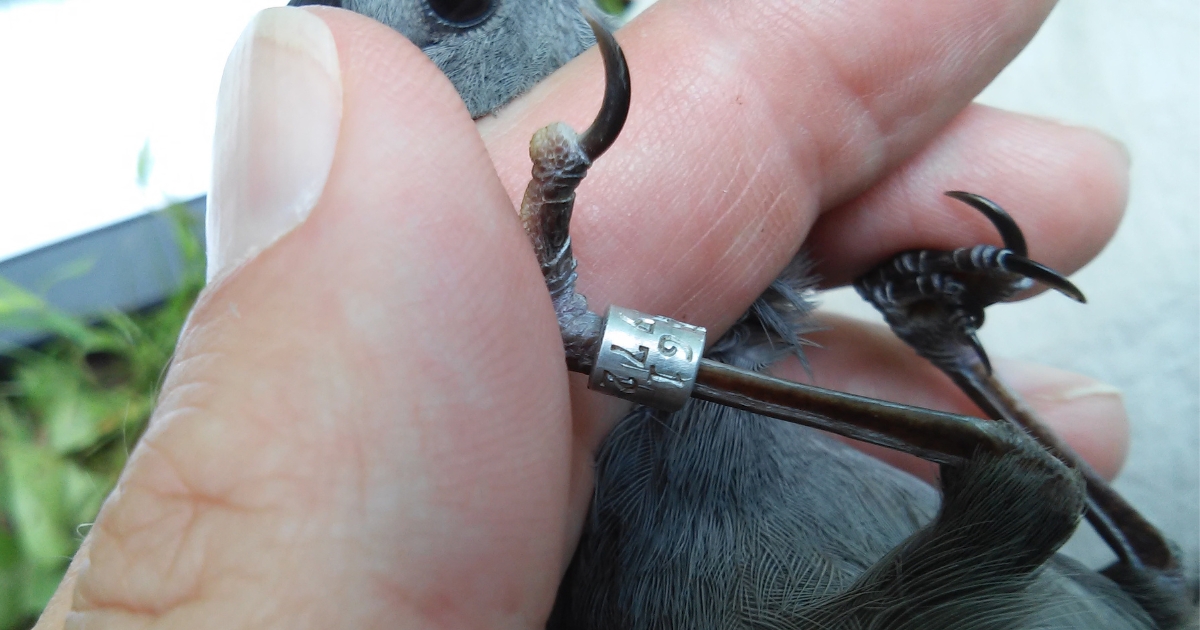A metal band on a bird's leg.
