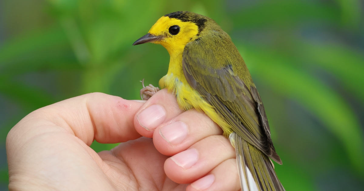 A student holds a female Hooded Warbler in Ecology woods.