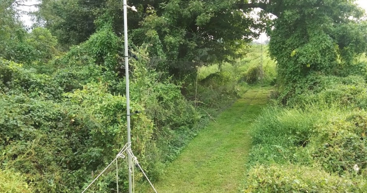 A difficult-to-spot, tall and wide mist net in the woods.