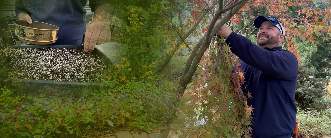 Andrew Adams pruning trees in the fall.