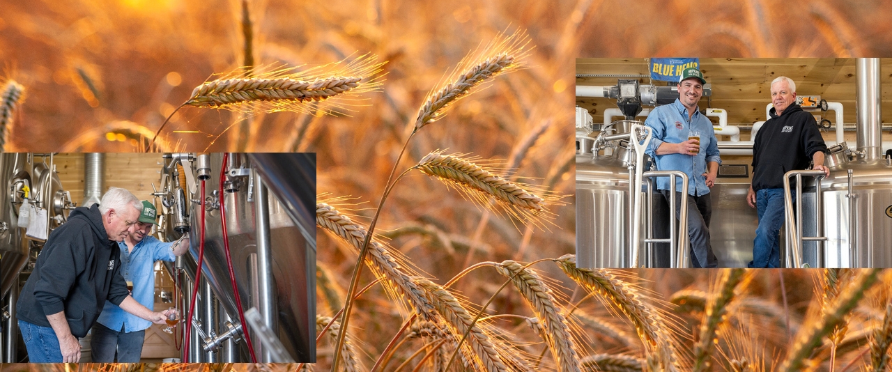 A collage of a barley field featuring images of the brewery.