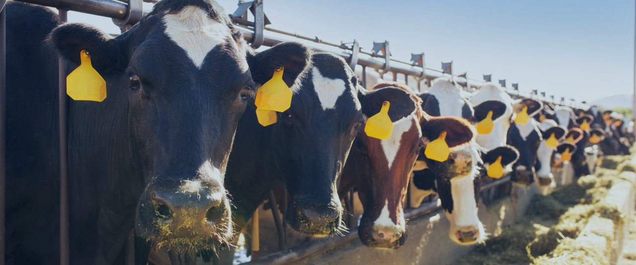 Cows in a feeding trough.