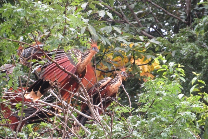Two colorful hoatzin birds in a tree.