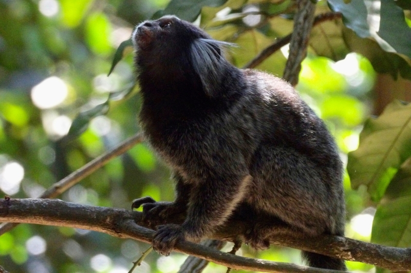 A marmoset in a tree.