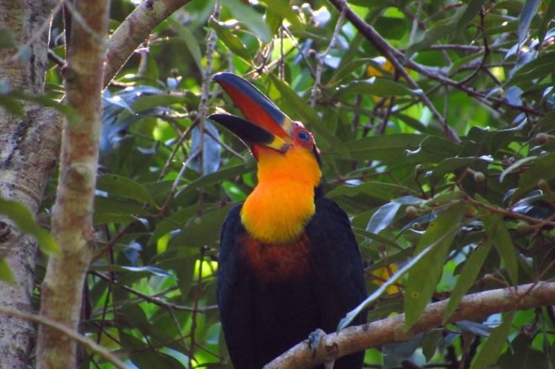 A toucan in a tree.