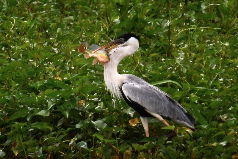 A heron catches a piranha along the Amazon River.