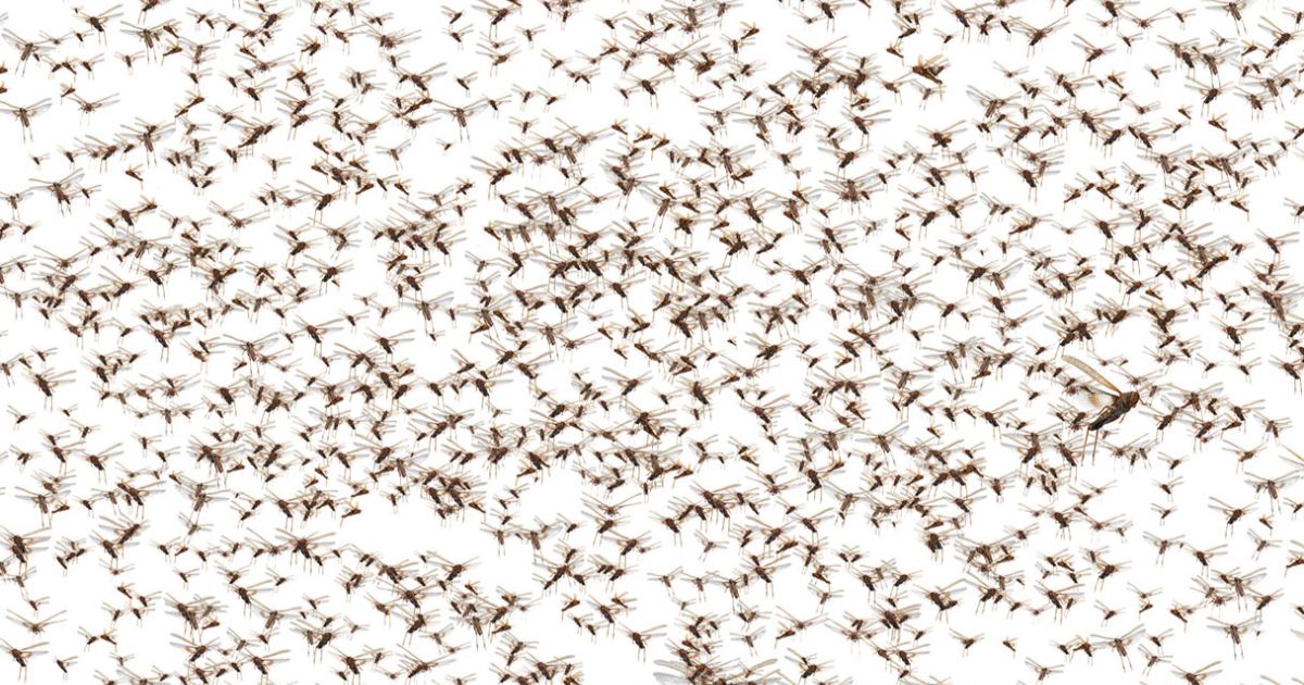 A swarm of insects.