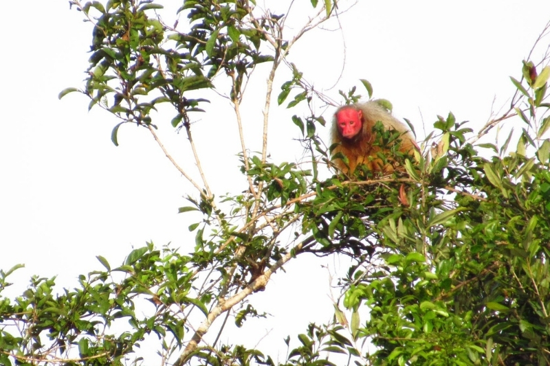 A monkey in a tree.