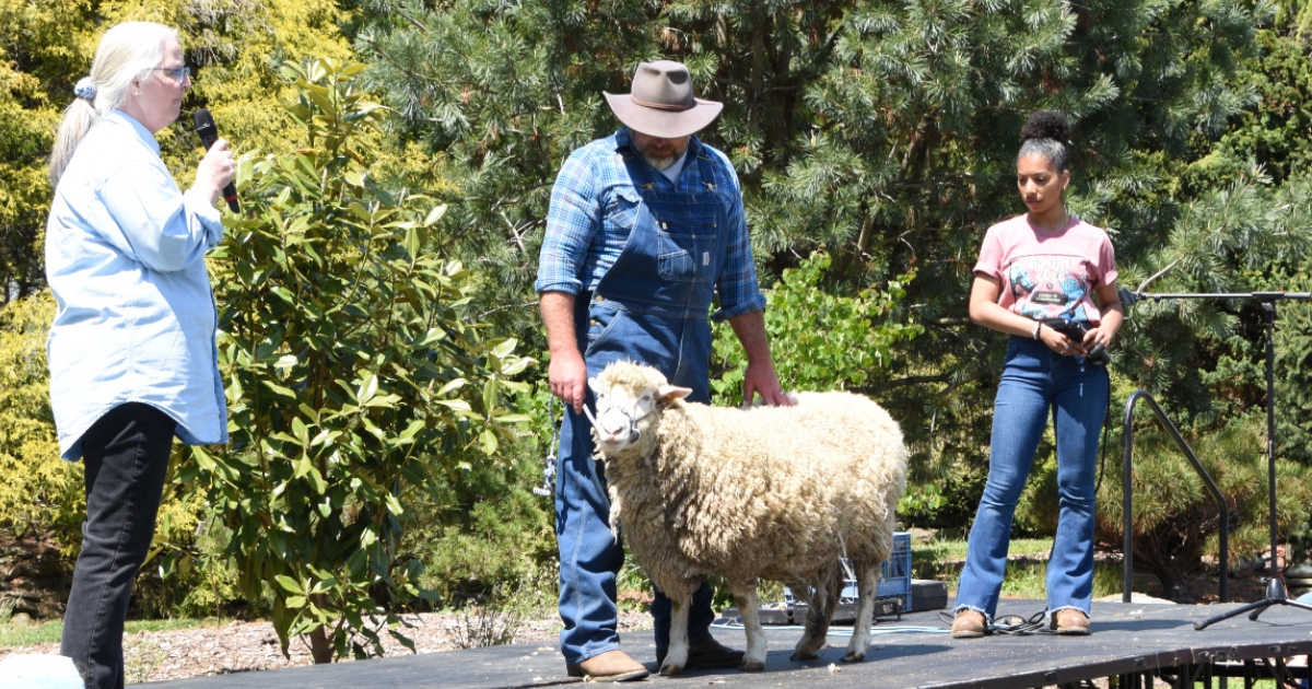 A man holds a sheep on stage as a woman to the left announces something into a microphone. A woman to the right watches the sheep.