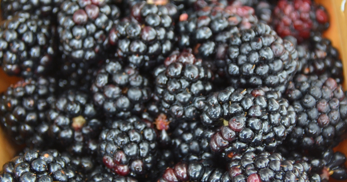 Blackberries