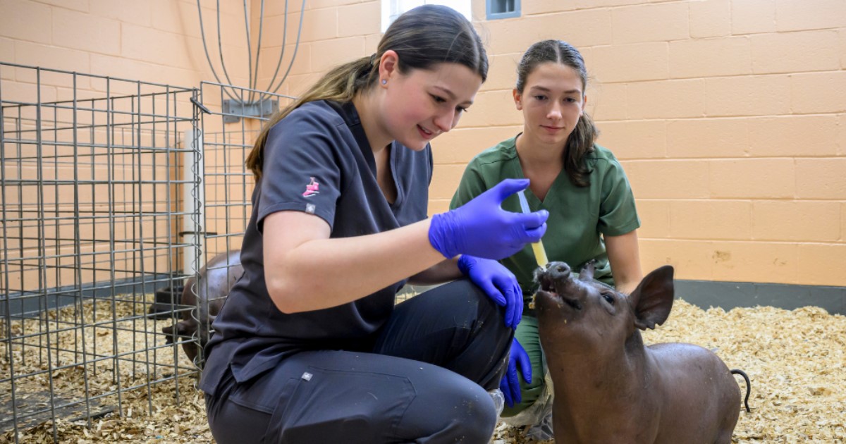 Pre-veterinary students administer a vaccine to a pig.
