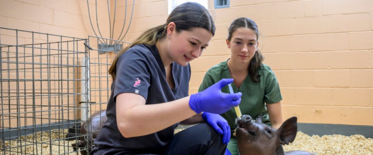 Two pre-veterinary students administer a vaccine to a pig.