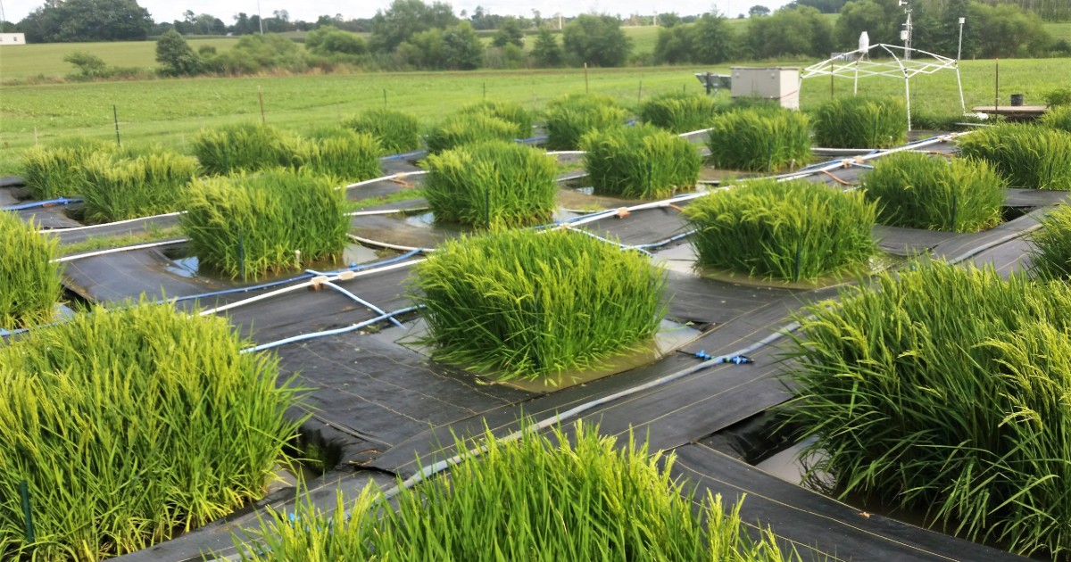 UD’s Rice Investigation, Communication, and Education (RICE) Facility, led by Angelia Seyfferth, has 30 rice paddy mesocosms on the University of Delaware Farm in Newark, which allows researchers to go directly from field to lab research.