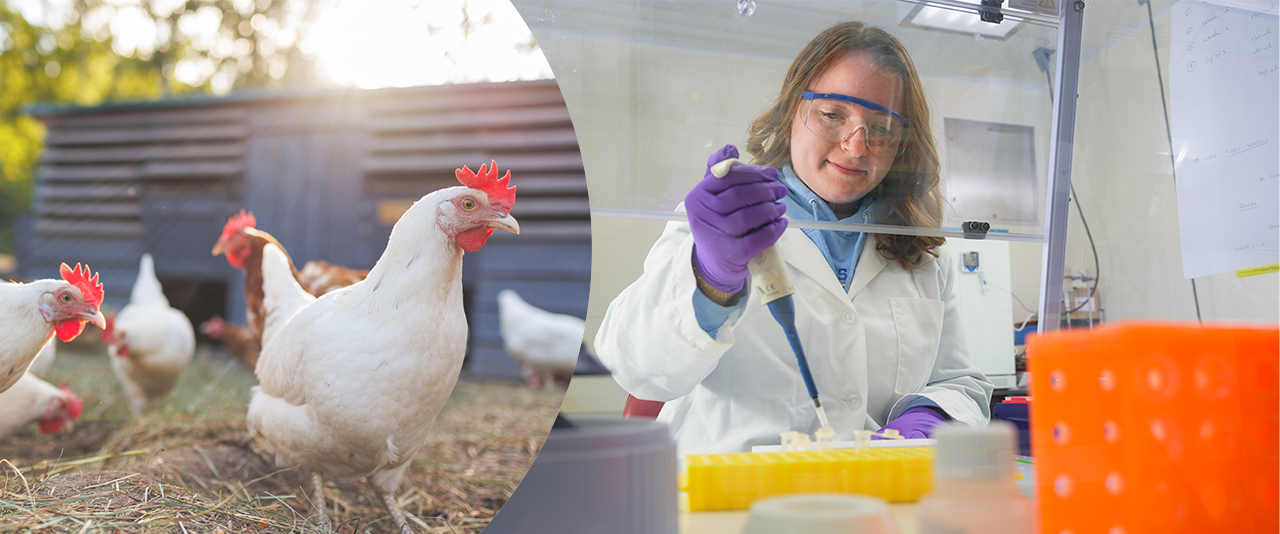 A collage of images. On the left, chickens. On the right, Casey Epstein in a lab holding a pipette.