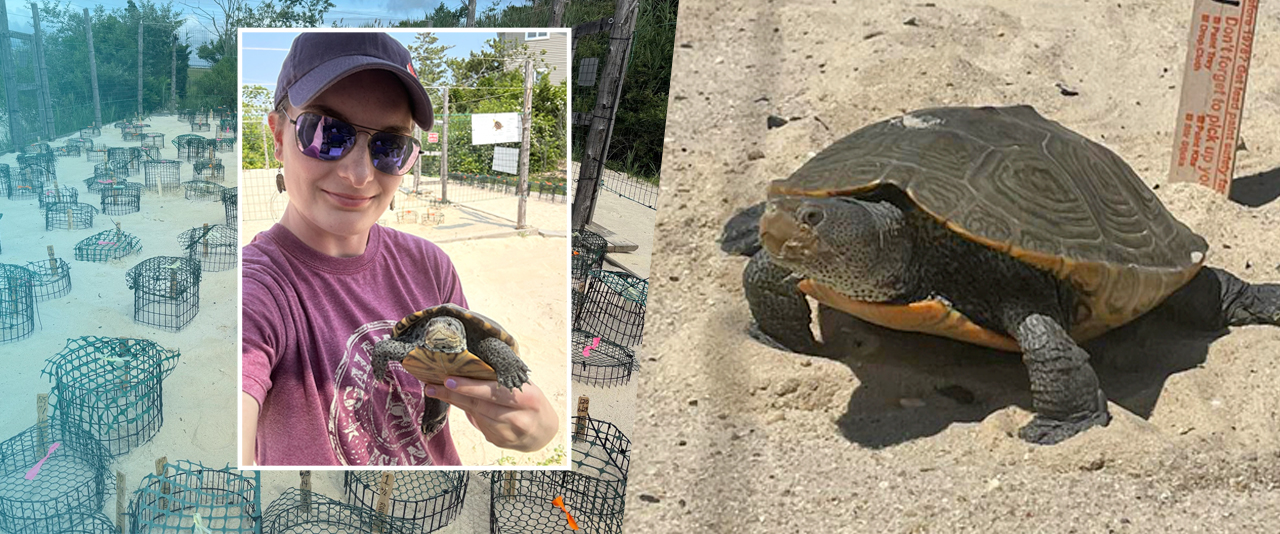 UD senior Samantha Melanson holding a diamondback terrapin named Whit.