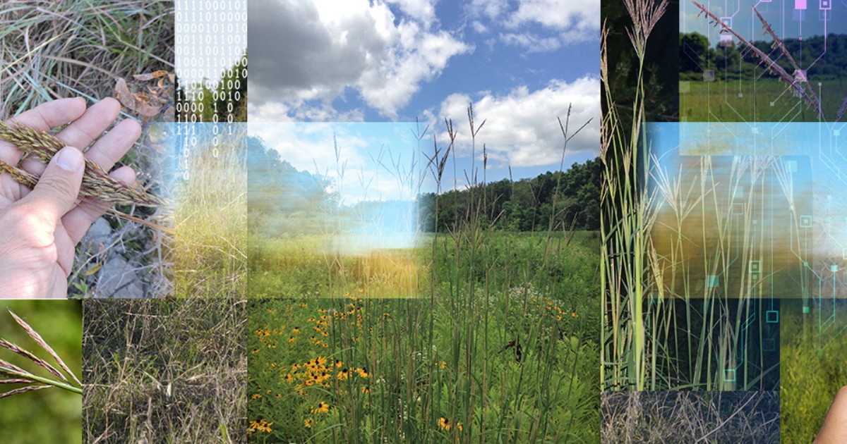 A compilation of prairie grass images.