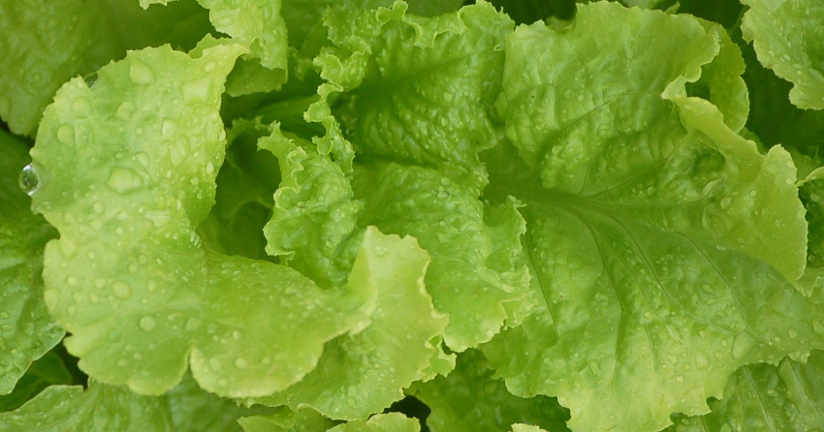 A head of lettuce.