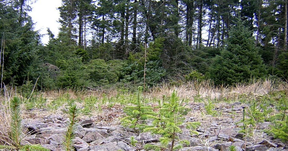 A microforest with trees and rocks.