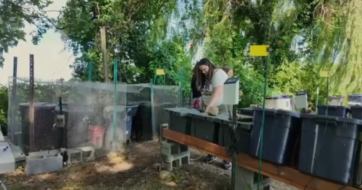 A student opens bins containing black soldier fly larvae and food waste.