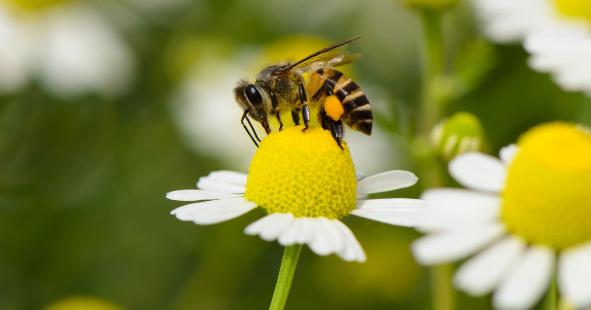 A bee sits on a flower with white petals and feeds on the pollen.