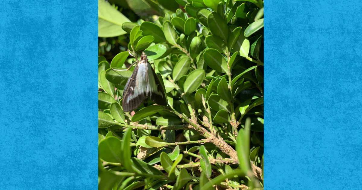 A box tree moth sits on a leaf.