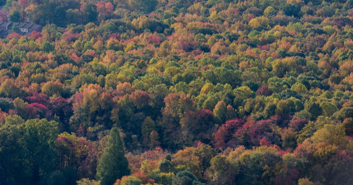 Aerial image of a forest in fall.
