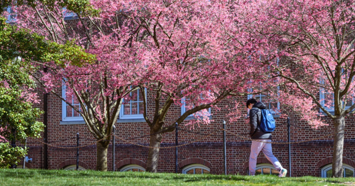 A person walks under cherry blossom trees.