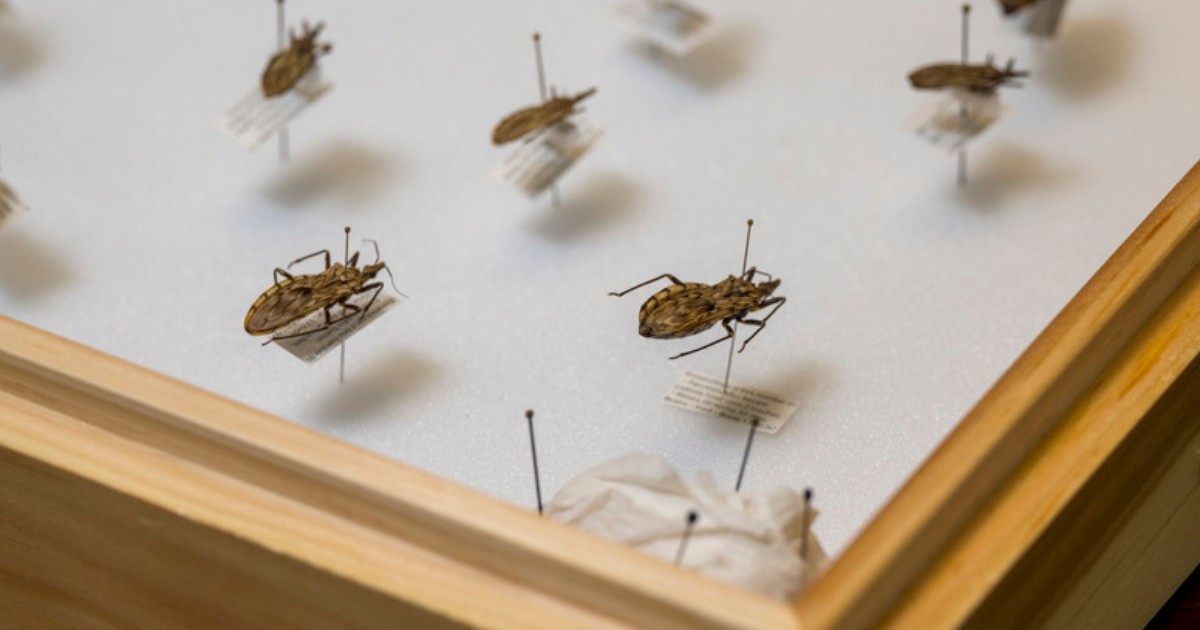 Kissing bug specimens