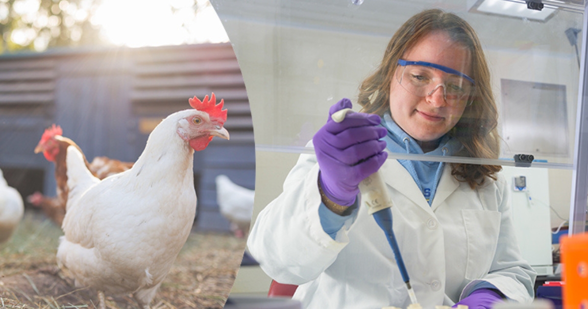 A collage of images. On the left, a chicken. On the right, Casey Epstein holds a device to extract DNA.